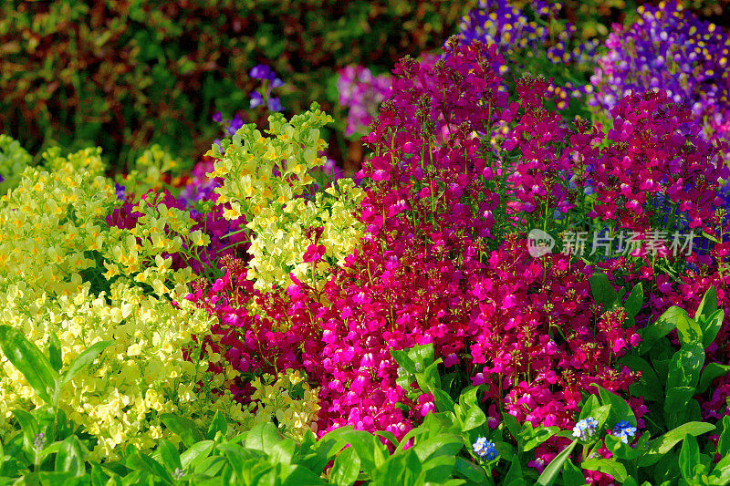 线缕草/蟾蜍花/金鱼花